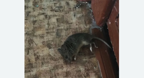 Дезинфекция от мышей в Марьиной роще города Москвы
